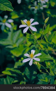 Deccan Clematis is an annual climber. Stems are velvet hairy. Leaves are either simple or trifoliate. Fragrant white flowers