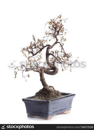 deceased bonsai tree