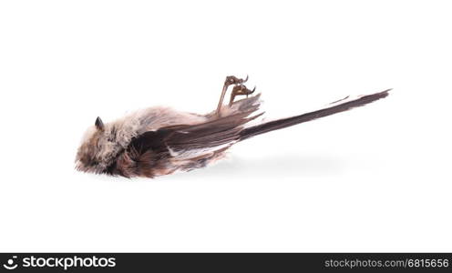 Deceased long-tailed tit, isolated on white background