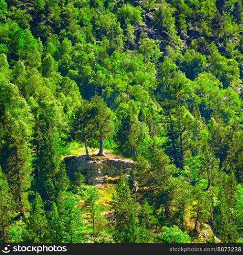Deciduous and coniferous forest on the hillside