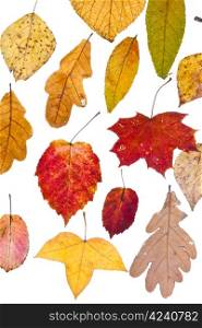 deciduous autumn leaves isolated on white background