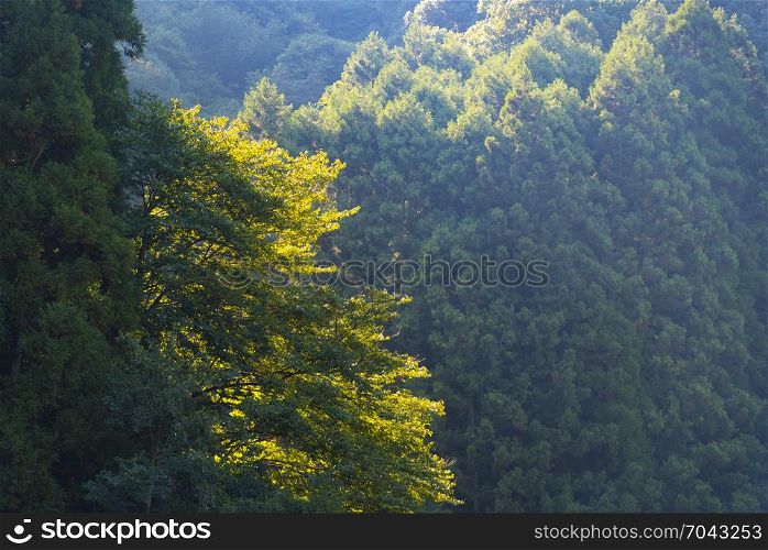 Deciduous forest in Japan, natural picture for use about background or wallpaper