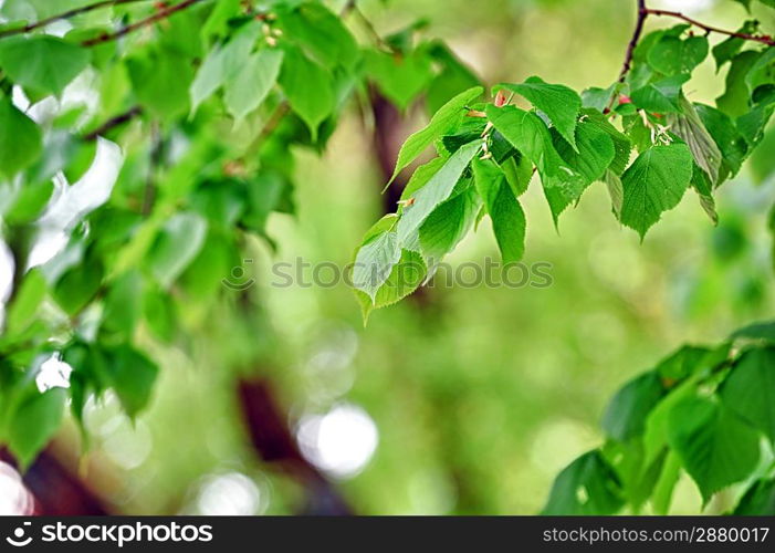 deciduous tree in height of spring. green leaves