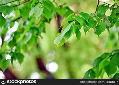 deciduous tree in height of spring. green leaves