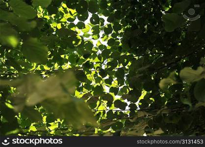 deciduous tree in height of spring. green leaves