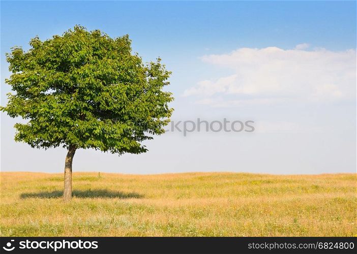 deciduous tree in the meadow and blue sky
