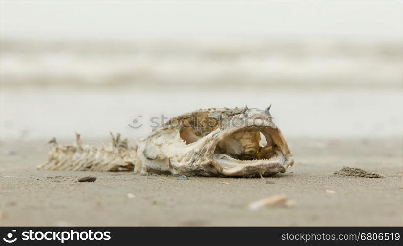 Decomposing dead fish carcass washed ashore on beach with mostly fish bones left