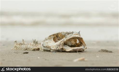 Decomposing dead fish carcass washed ashore on beach with mostly fish bones left