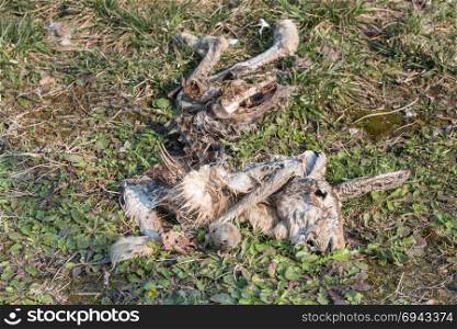 Decomposition of Hare Carcass on Green Field.. Decomposition of Hare Carcass on Green Field
