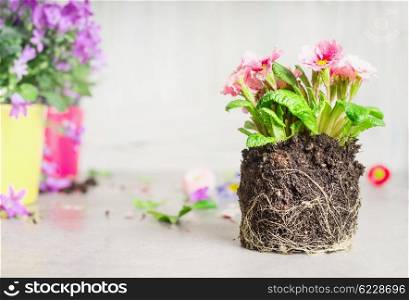 Decor pot flowers for planting in garden or balcony on white wooden background