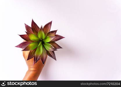 Decorate the pots in white pots. By the window of water droplets