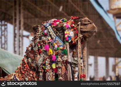 Decorated camel at Pushkar Mela (Pushkar Camel Fair). Pushkar, Rajasthan, India
