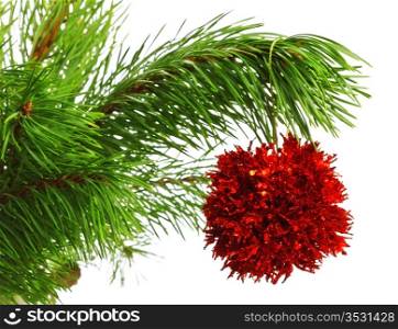 decoration ball on pine branch, white background