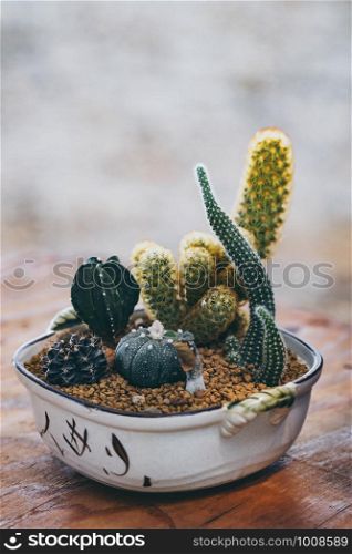 Decoration of various cactus plants in ceramic pot