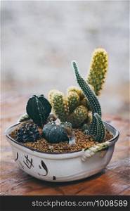 Decoration of various cactus plants in ceramic pot