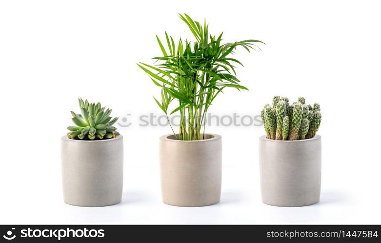 Decoration plant on concrete pot isolated on white background