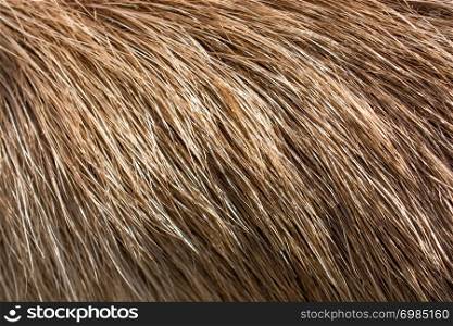 Decorative animal fur as a background texture