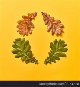 Decorative autumn frame from oak leaves dry and green on an yellow background with copy space. Congratulatory card. Flat lay.. Creative frame from autumn oak leaves on an yellow.