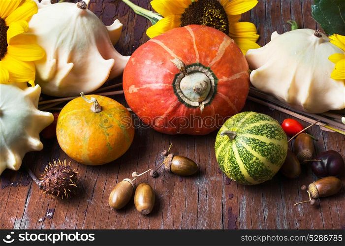 Decorative Autumn Pumpkins. Still life with decorative pumpkins on an autumn wooden background