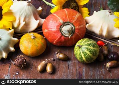 Decorative Autumn Pumpkins. Still life with decorative pumpkins on an autumn wooden background