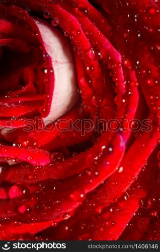Decorative bright red rose close up, anniversary background.