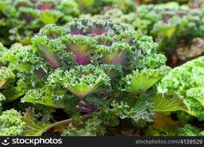 Decorative cabbage