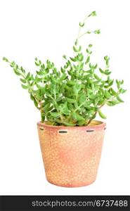 decorative cactus in a pot, isolated on white background