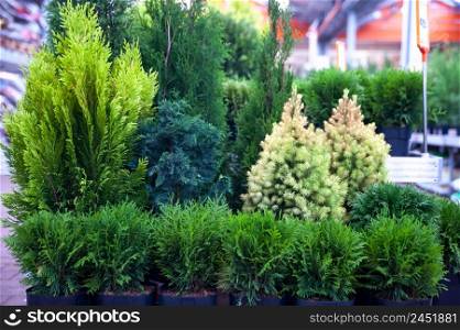 Decorative Christmas trees, fir and thuja in the store, the composition of evergreens