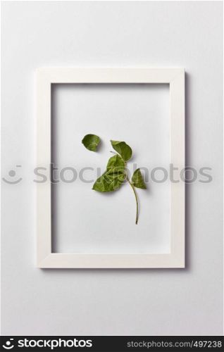 Decorative composition from green leaf branch in a rectangular frame on a light gray background. Flat lay, place for text.. Natural picture with green leaf in a frame on a light background.