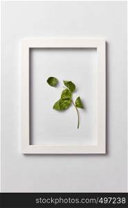 Decorative composition from green leaf branch in a rectangular frame on a light gray background. Flat lay, place for text.. Natural picture with green leaf in a frame on a light background.