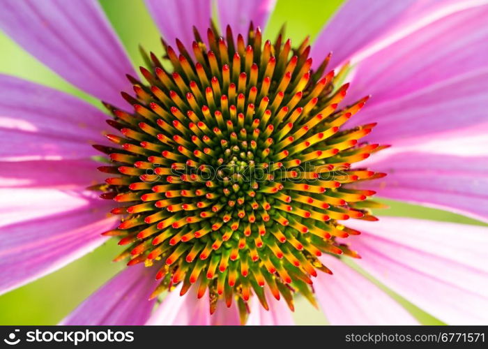 Decorative flower bed, close-up shot, without flash and stand