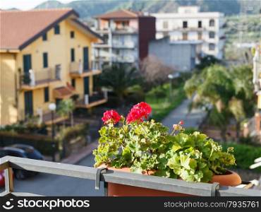 decorative flower geranium in pot on balcony of urban house in town Gaggi, Sicily, Italy