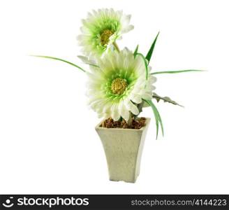 decorative flowers in a pot on white background