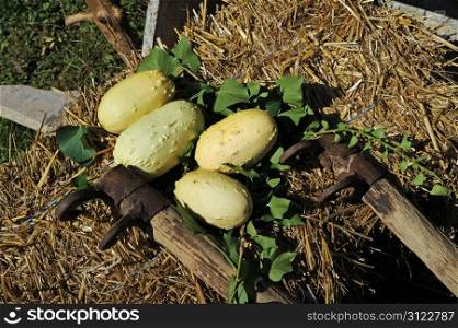 decorative gourds on hay with tools