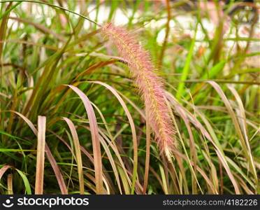 decorative grass , close up shot