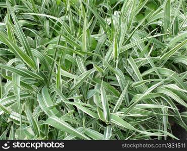 Decorative grass evergreen sedge with white and green striped foliage