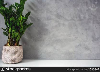 decorative green house plant near a concrete look wall modern design, space for text. decorative green house plant near a concrete look wall modern design