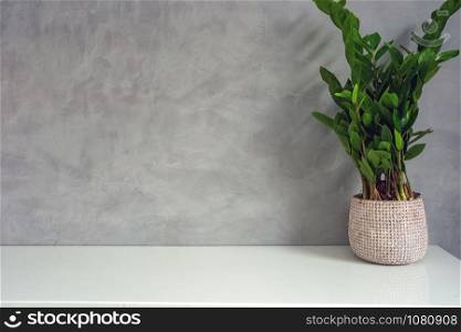 decorative green house plant near a concrete look wall modern design, space for text. decorative green house plant near a concrete look wall modern design