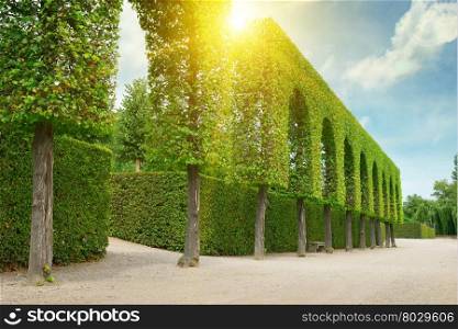 Decorative hedges in the park