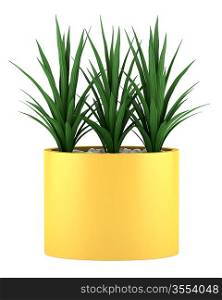 decorative houseplant in yellow pot isolated on white background