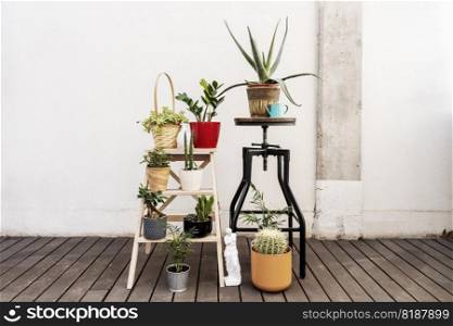 Decorative indoor plants on wooden ladder and industrial wood and metal stool