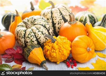 decorative mini pumpkins for halloween