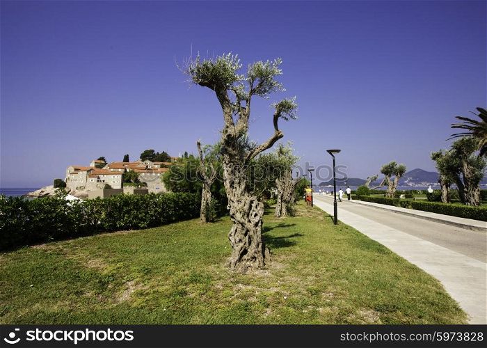 Decorative olive tree in the garden. St. Stephan, Montenegro