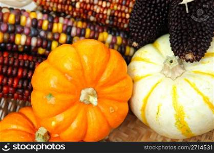 Decorative orange and white pumpkins with different colored Indian corn.. Indian Corn And Small Pumpkins