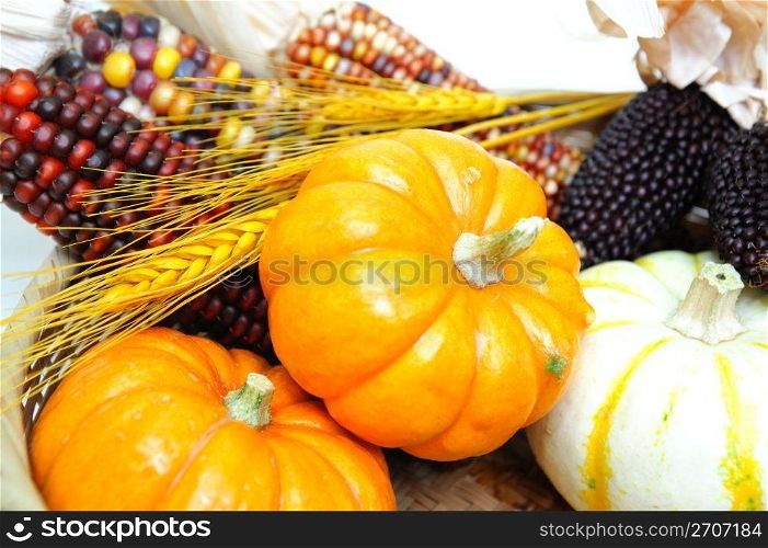 Decorative orange and white pumpkins with Indian corn and golden wheat. Pumpkins And Indian Corn