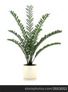 decorative plant in pot isolated on white background