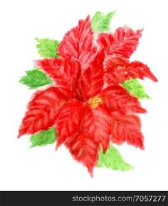 Decorative plant red poinsettia hand drawn watercolor illustration.