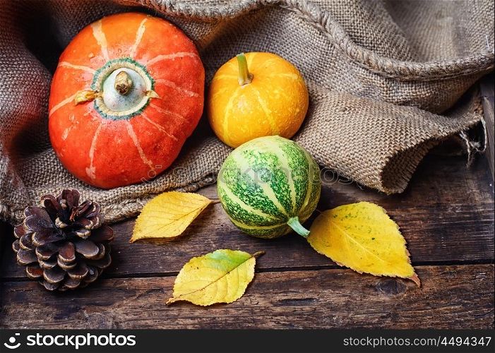 Decorative pumpkin,the symbol of autumn in rural style