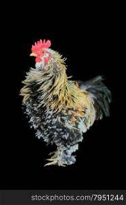 Decorative rooster with motley feathers on a black background