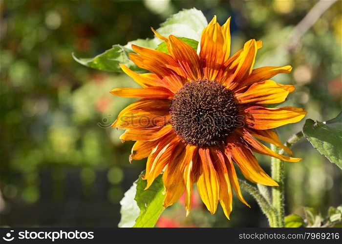 Decorative sunflower on a background of green in the sunlight.
